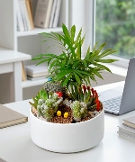 Dưới Tán Cọ