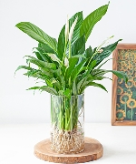 Aquatic aglaonema lady valentine