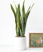 Indoor Snake plant MST28