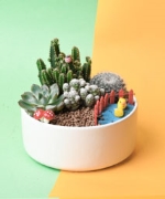Cacti garden