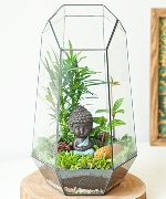 Terrarium an yên