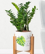 Indoor ZZ Plant MSP30