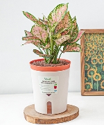 Chậu tự tưới Vạn Lộc (L)