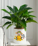 Philodendron Imperial Green 1