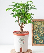 Chậu tự tưới Hạnh Phúc ( L)