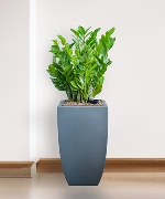 Kim tiền CPS vuông