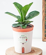 Chậu tự tưới Bàng Sing (M)