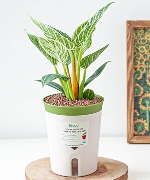 Trầu Bà Kim cương (M)