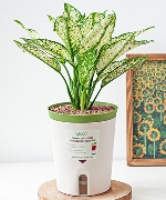 Chậu tự tưới Ngọc Ngân (L)