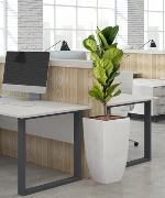 Giàu Sang Phú Quý