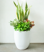 Chậu cây văn phòng mix 4