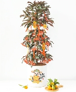 Kim ngân lượng trụ 22