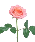 hoa hồng tượng trưng cho điều gì
